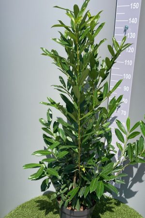 Laurowiśnia Caucasica w DONICZCE